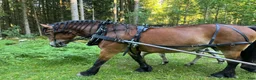Körselar körning till salu: Loksele 80cm lokor bengt höök - Annons 1