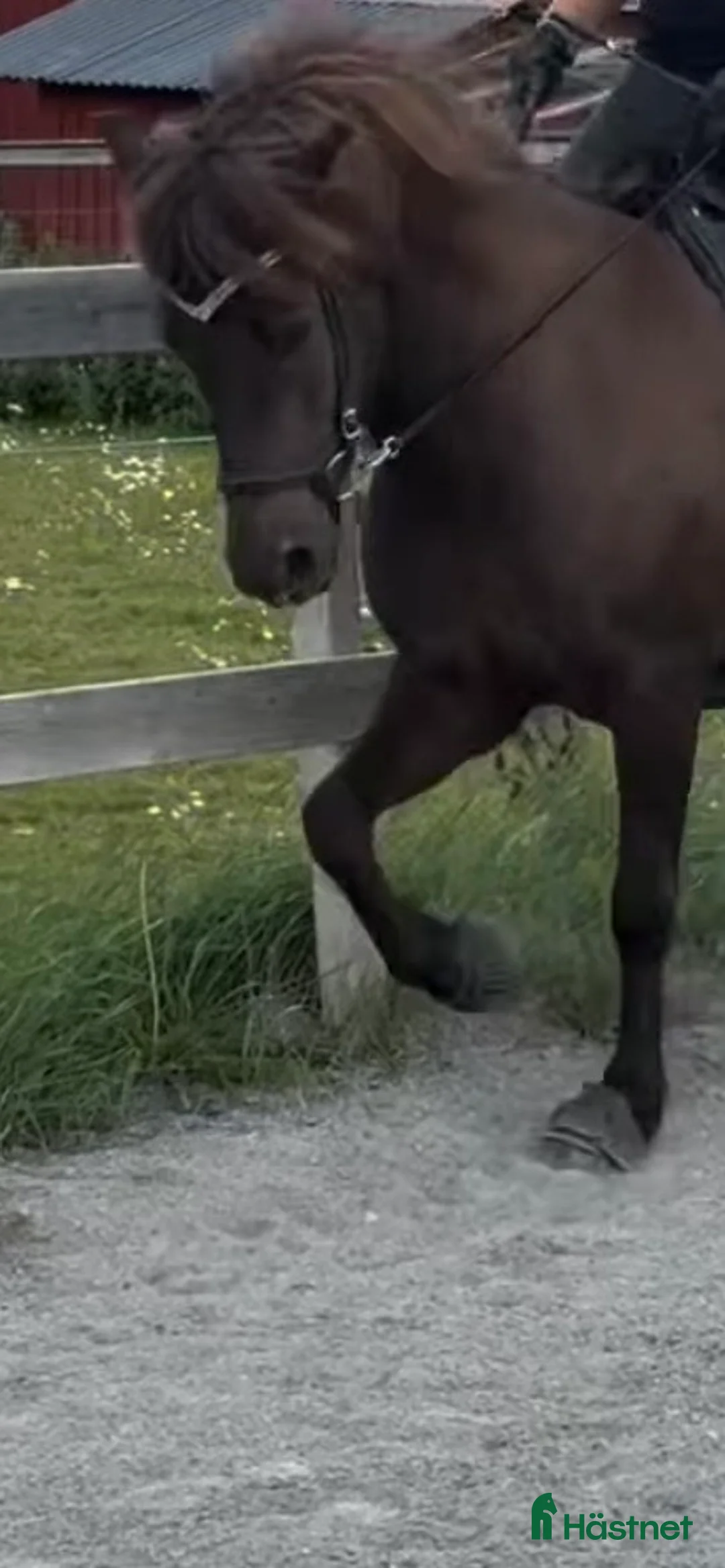 Island hästar till salu: Islandssto 5 år - Annons 2