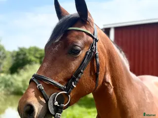 hästar Svenskfödd ponny med framtiden för sig - Annons 3