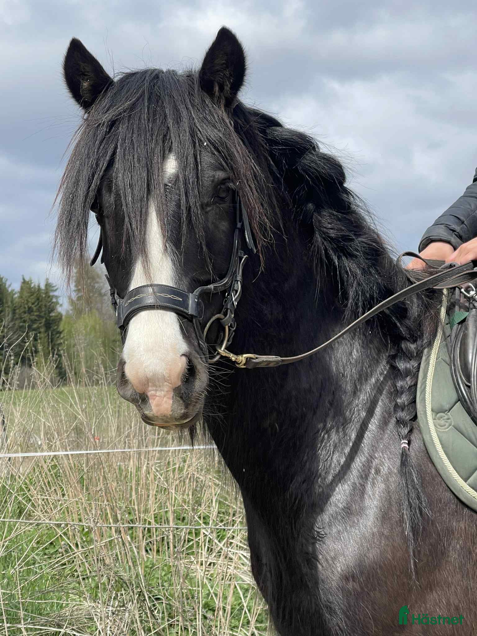  hästar Snygg Valack i Fjärdhundra - Annons 4