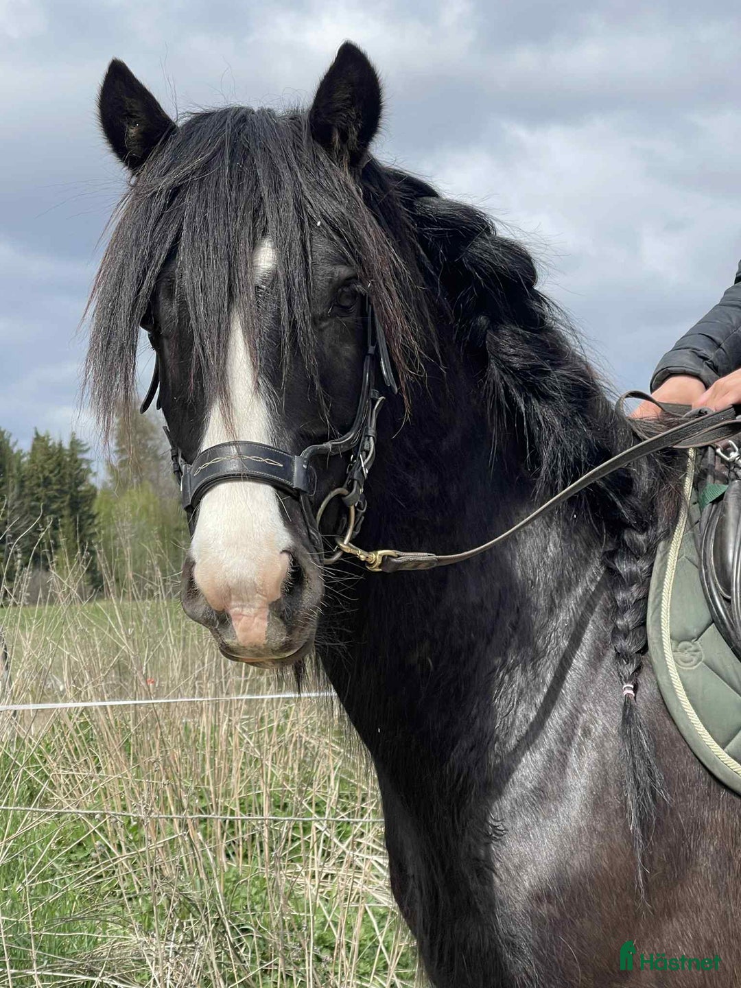 Allround hästar till salu: Snygg Valack i Fjärdhundra - Annons 1