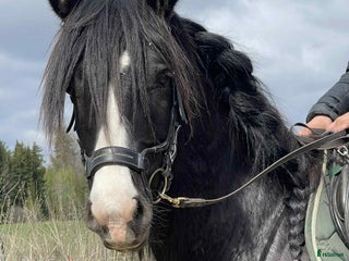 hästar Snygg Valack i Fjärdhundra - Annons 1