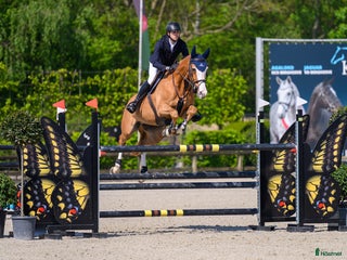 hästservice Samarbete sökes i Mariefred - Annons 1