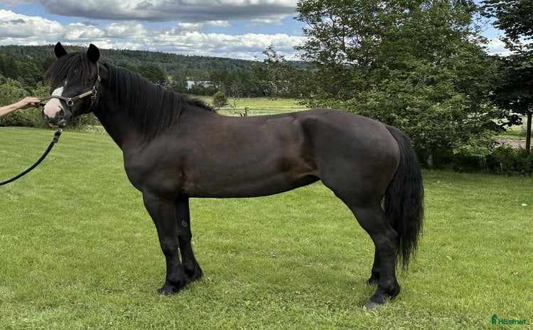  hästar i Indal - Annons 8