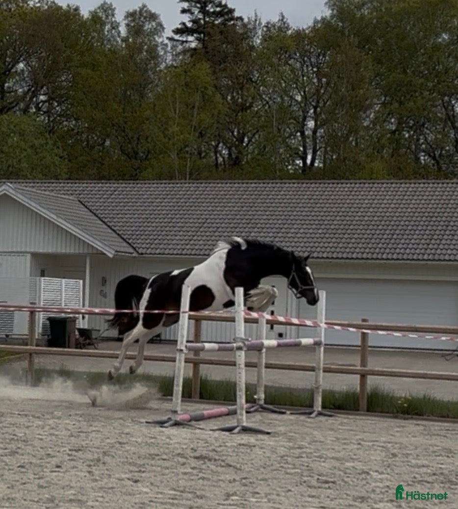  hästar Lovande unghäst med talang & arbetsvilja!  - Annons 2