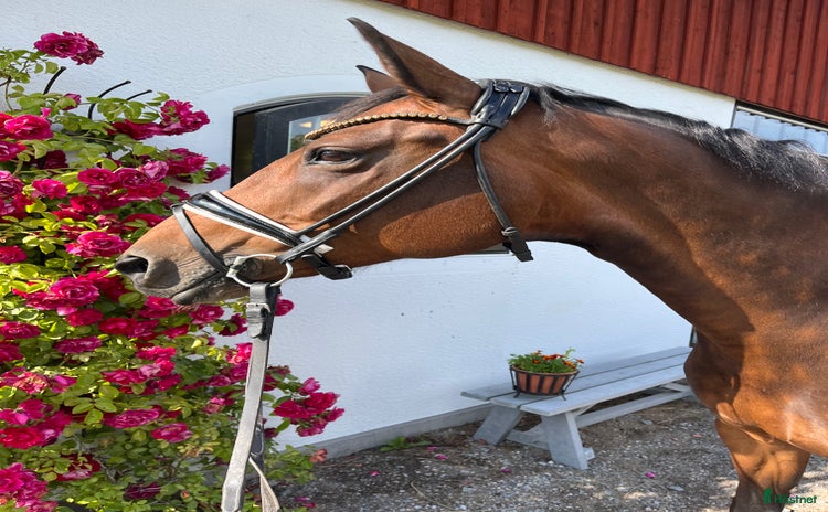  hästar i Arvika - Annons 16