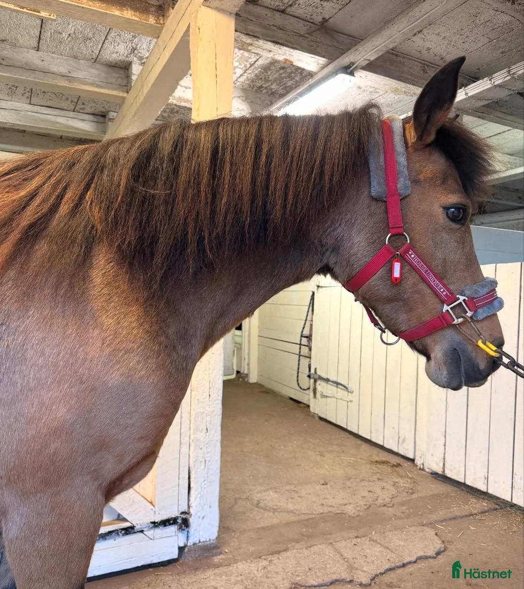 Avelshästar hästar till salu: Föl efter Deriveur D’Emia i Juni? i Mjölby - Annons 2