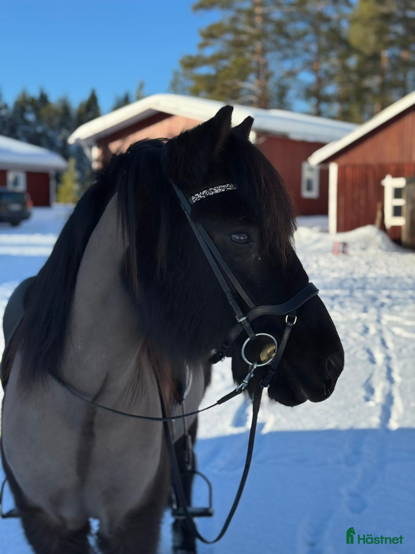  hästar Klok och cool femgångare - Annons 2
