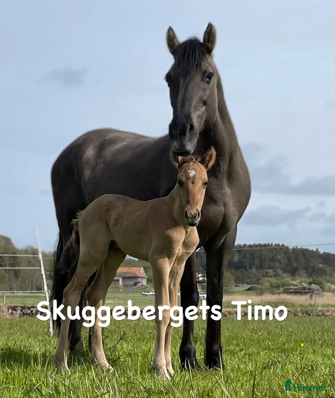 Allround hästar till salu: Kigermustang i Klövedal - Annons 2