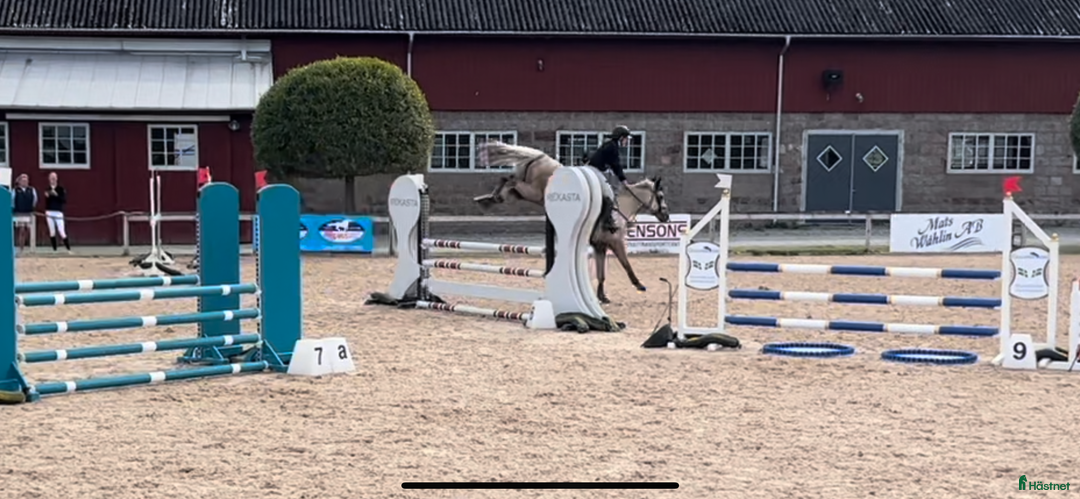 Hoppning hästar till salu: Eye catcher  i Sala - Bild 4