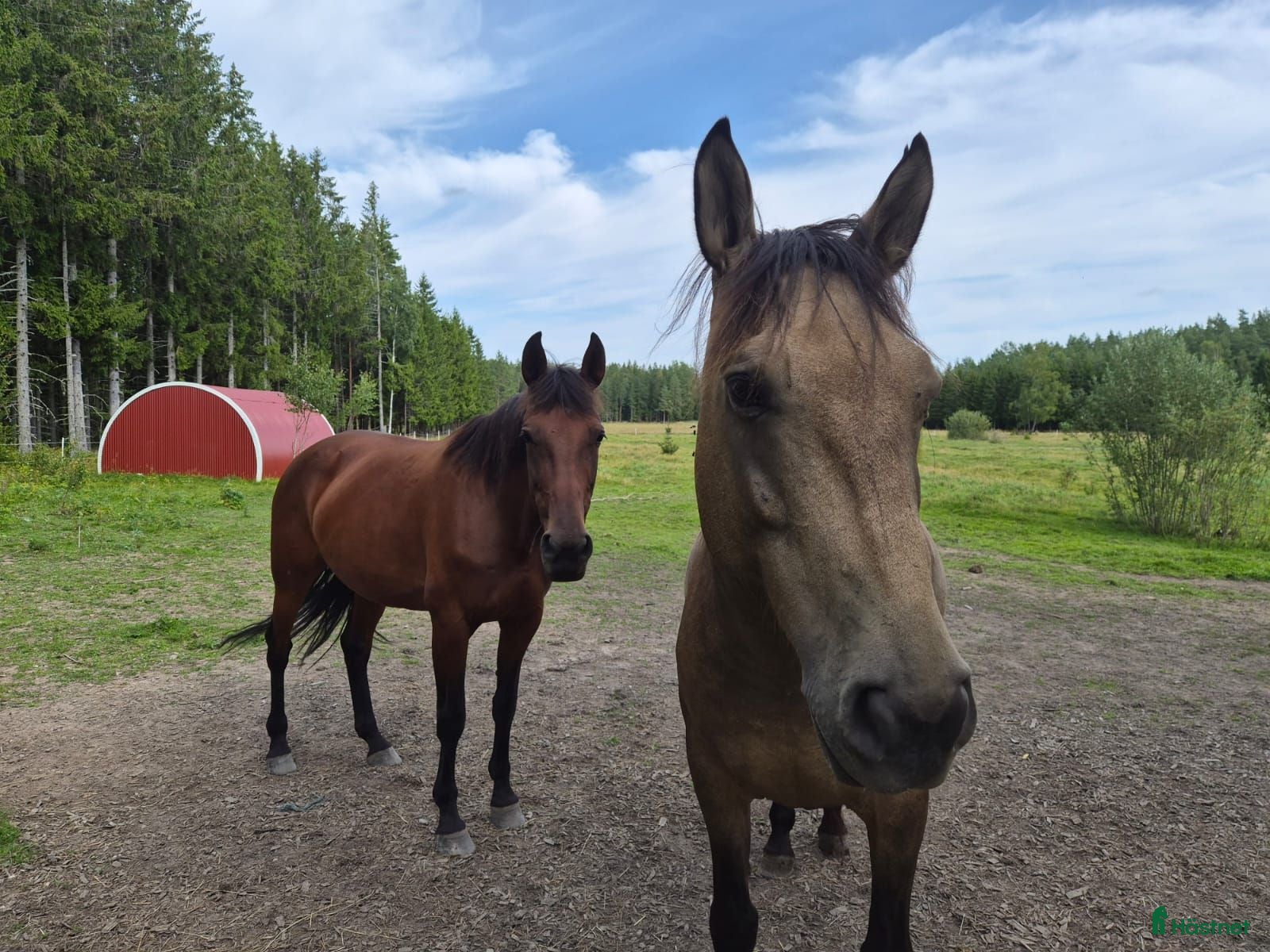  hästar AMAZING VERSATILE PAIR 💝 - Annons 2