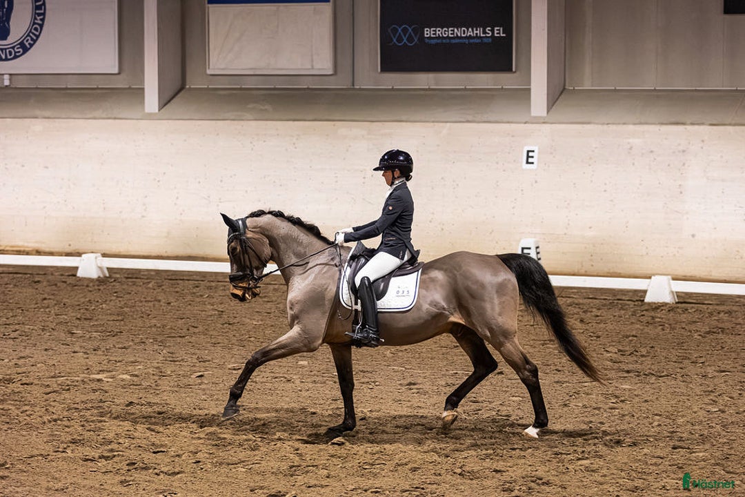  hästservice finnes: Utbildning, Försäljning, Tävling i Sparsör - Annons 4