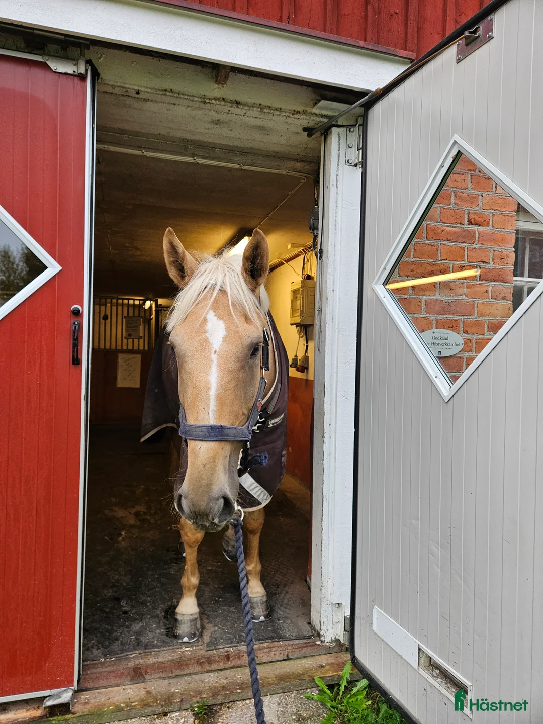 medryttarhäst finnes: Medryttare sökes! - Annons 1