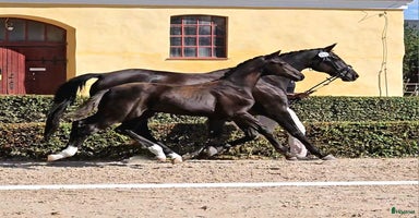 hästar i Sölvesborg - Annons 10