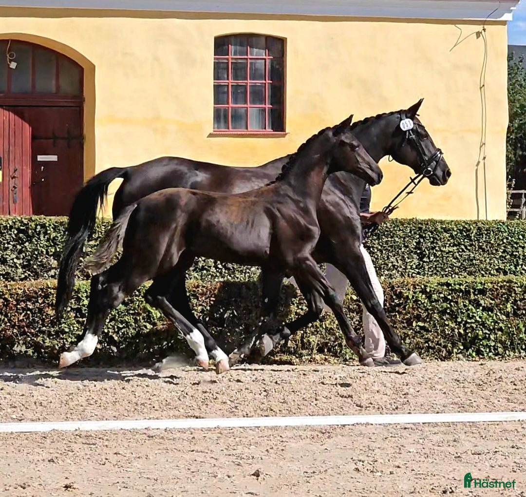 Dressyr hästar till salu: King Erik - PREMIEFÖL OBS prissänkt  i Sölvesborg - Annons 7