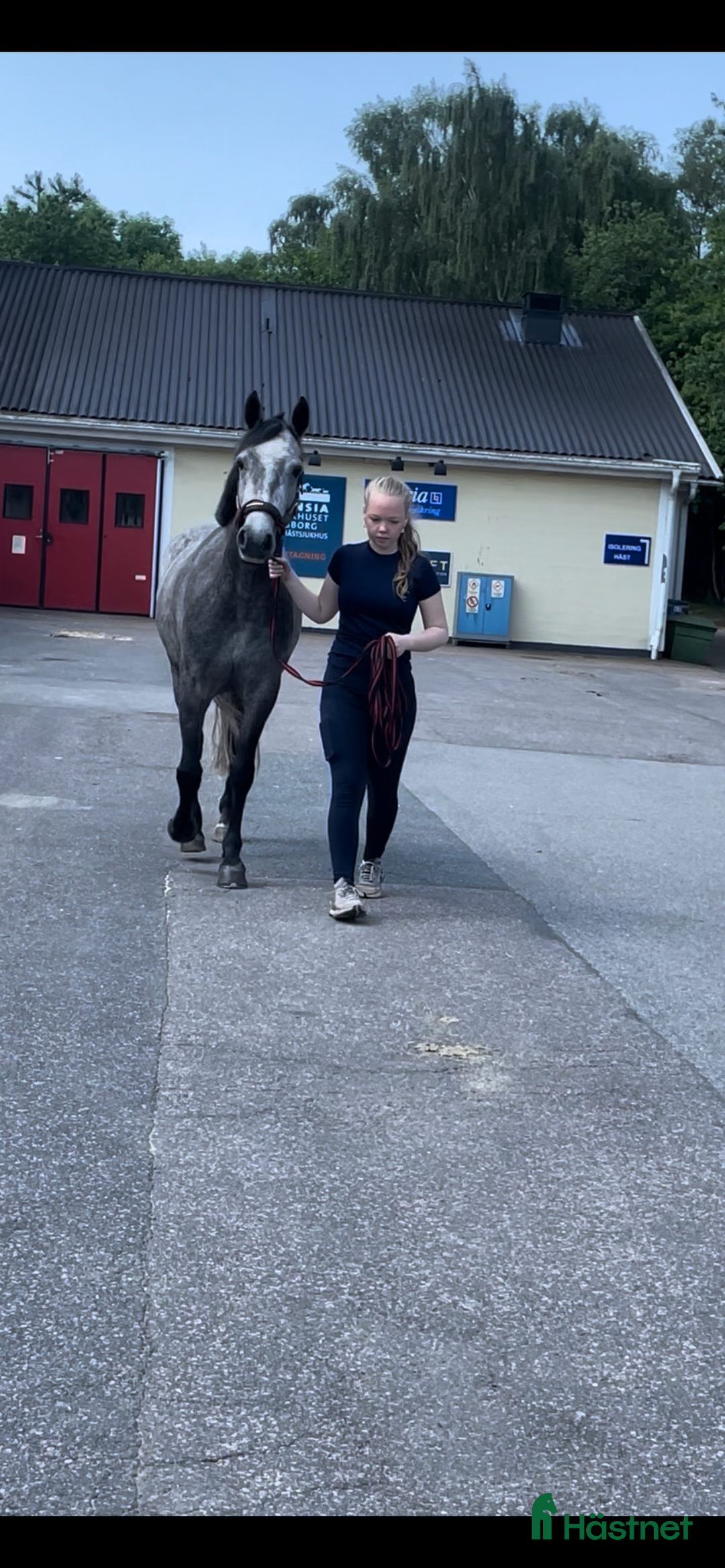 Hoppning hästar till salu: Underbart Connemarasto med utvecklingspotential  i Ängelholm - Bild 4