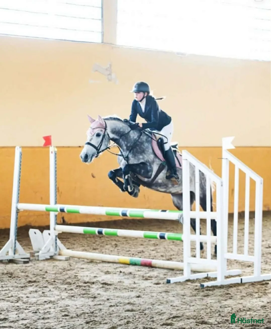 Akademiskt hästar till salu: Jumping mare for sale i Stockholm - Annons 5