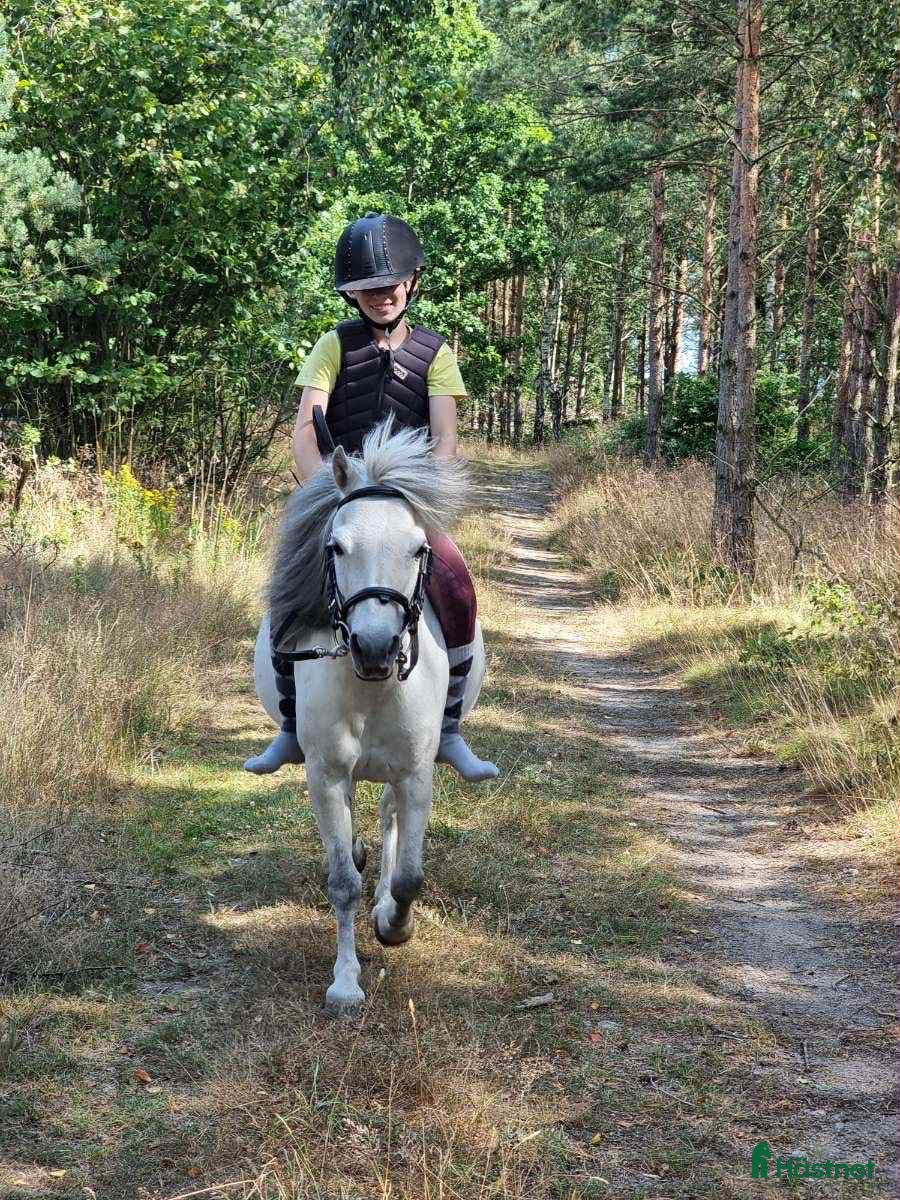  hästar FANTASTISKT SÖTA OCH SNÄLLA i Sölvesborg - Annons 8