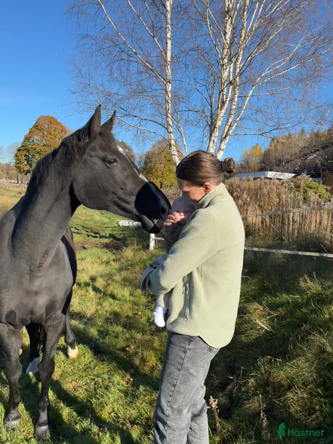 Sällskap hästar till salu: Två äldre ston - Annons 2