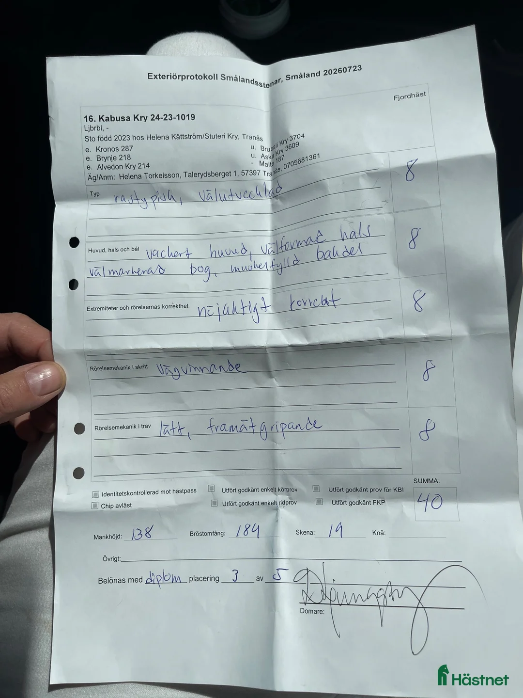 Allround hästar till salu: Lovande unghäst - Annons 5