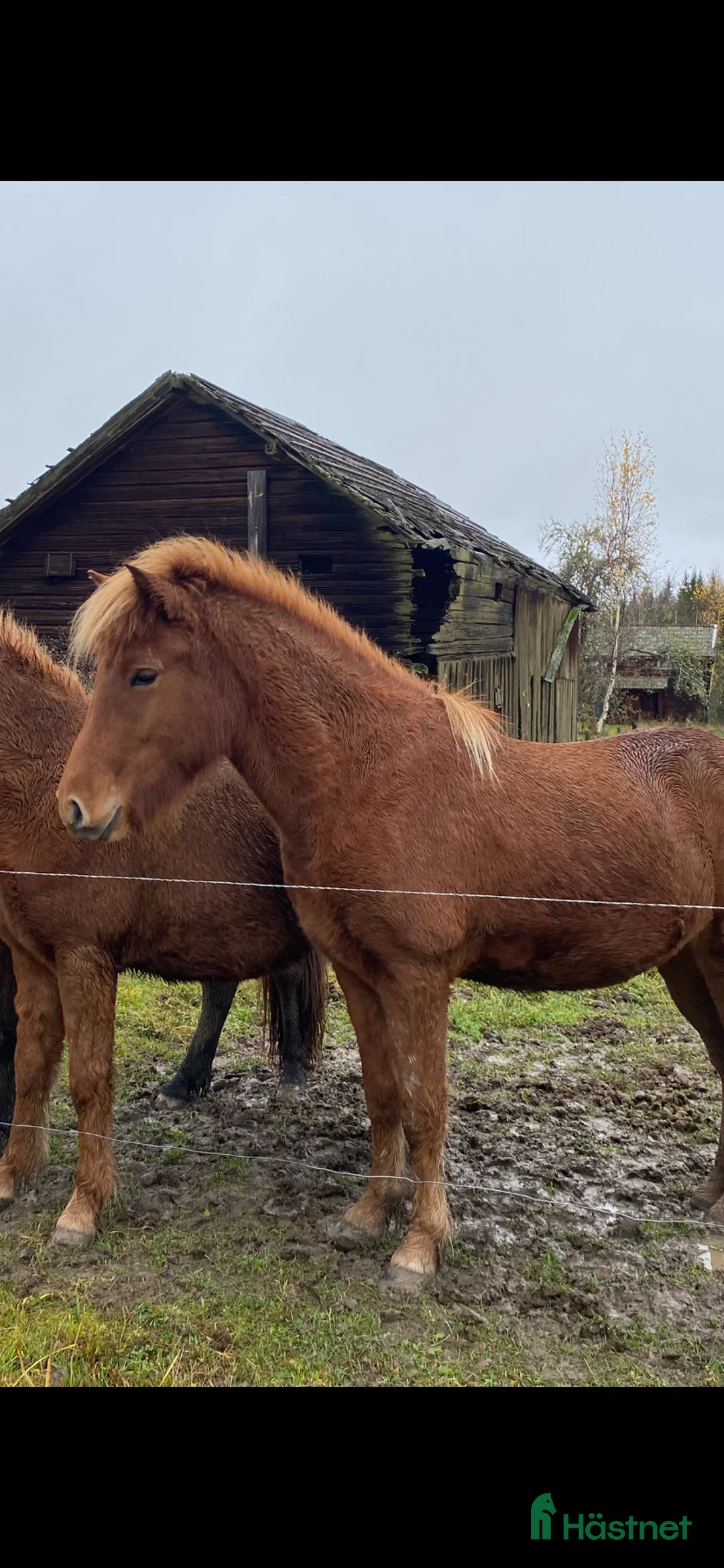 Island hästar till salu: Lovande treåring  i By Kyrkby - Annons 1