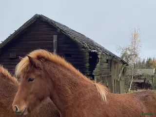 hästar Lovande treåring i By Kyrkby - Annons 1