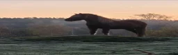 Island hästar till salu: Fantastisk fin unghäst! *reserverad*  - Annons 1