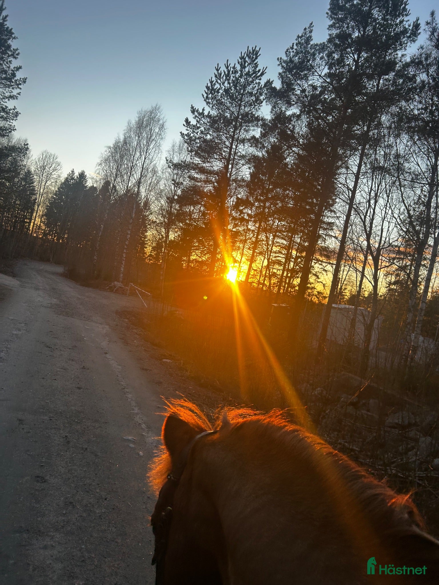  hästar SÖKES – D-ponny till ett för-alltid-hem ❤️ - Annons 1