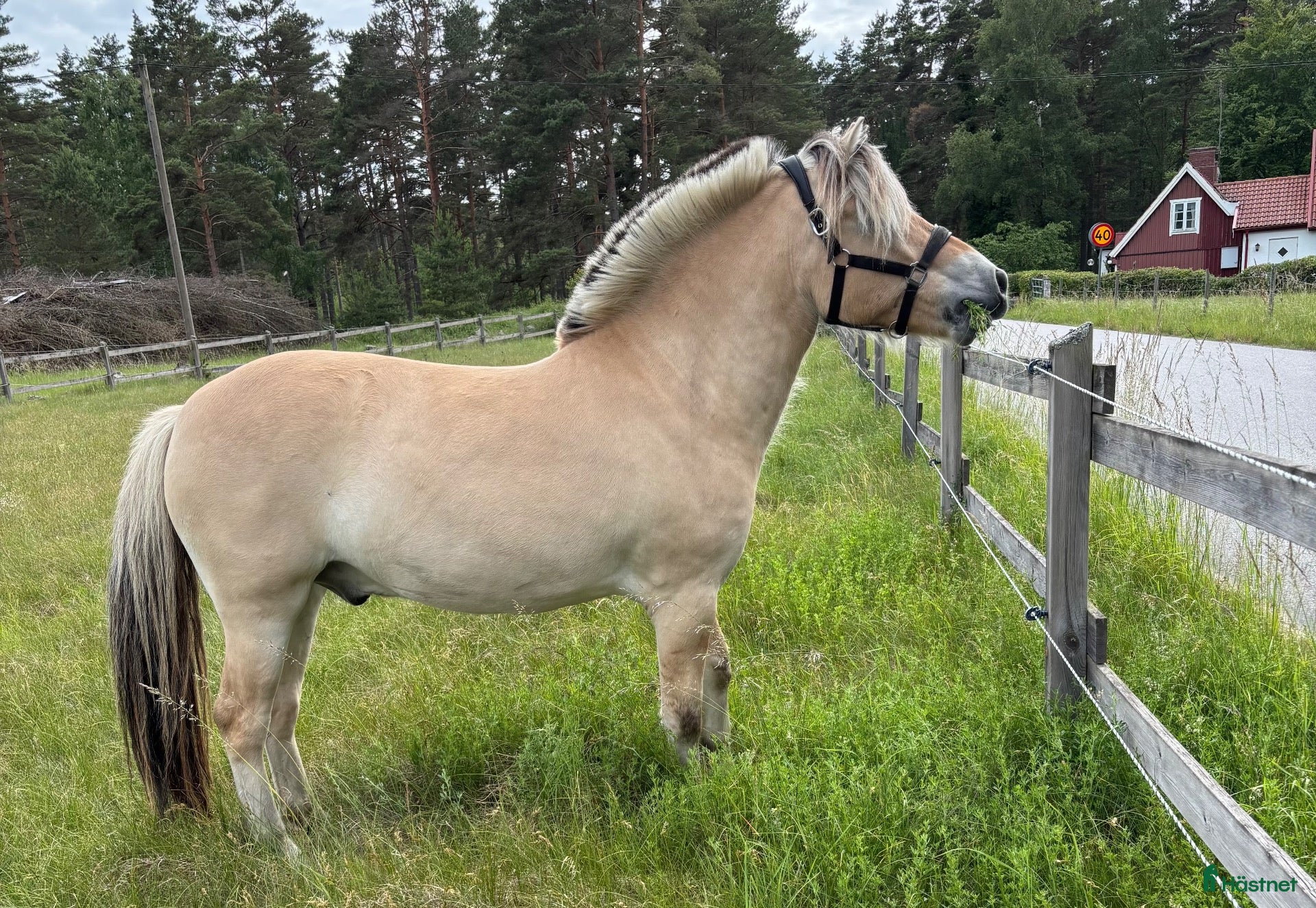  hästar Social Fjordhäst - Annons 1