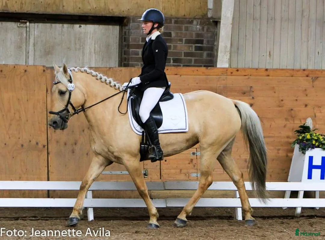 Allround hästar till salu: Fantastiskt sto utöver de vanliga! i Haninge - Annons 1