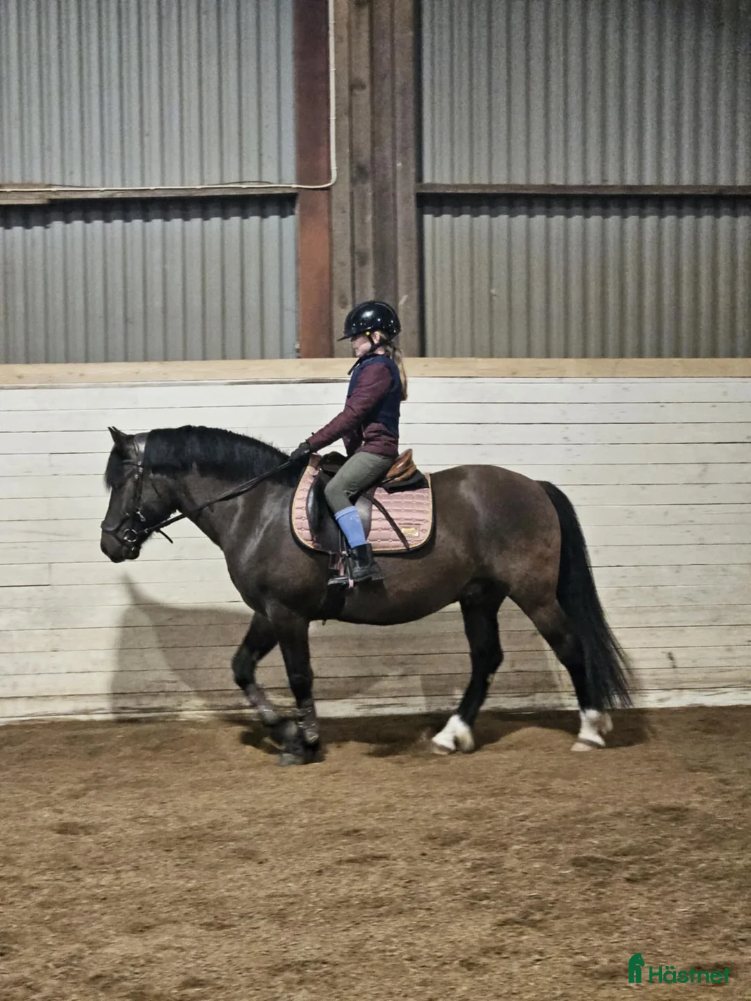 Allround hästar till salu: karaktäristisk allround ponny  i Moheda - Annons 11