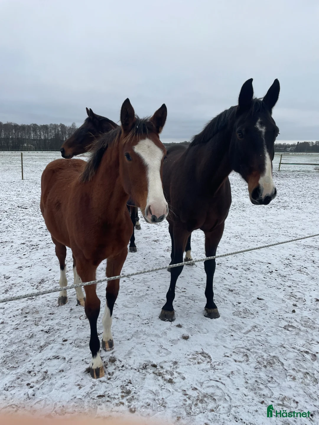 Avelshästar hästar till salu: Fint avelsto - Annons 1