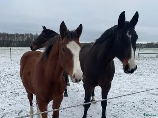 hästar Fint avelsto - Annons 3