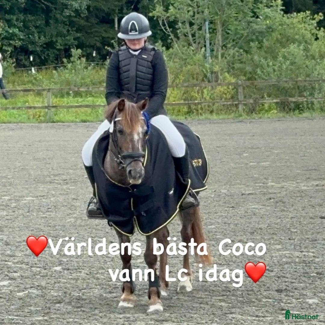 Hoppning hästar till salu: Världens Bästa Ponny i Skepplanda - Annons 2