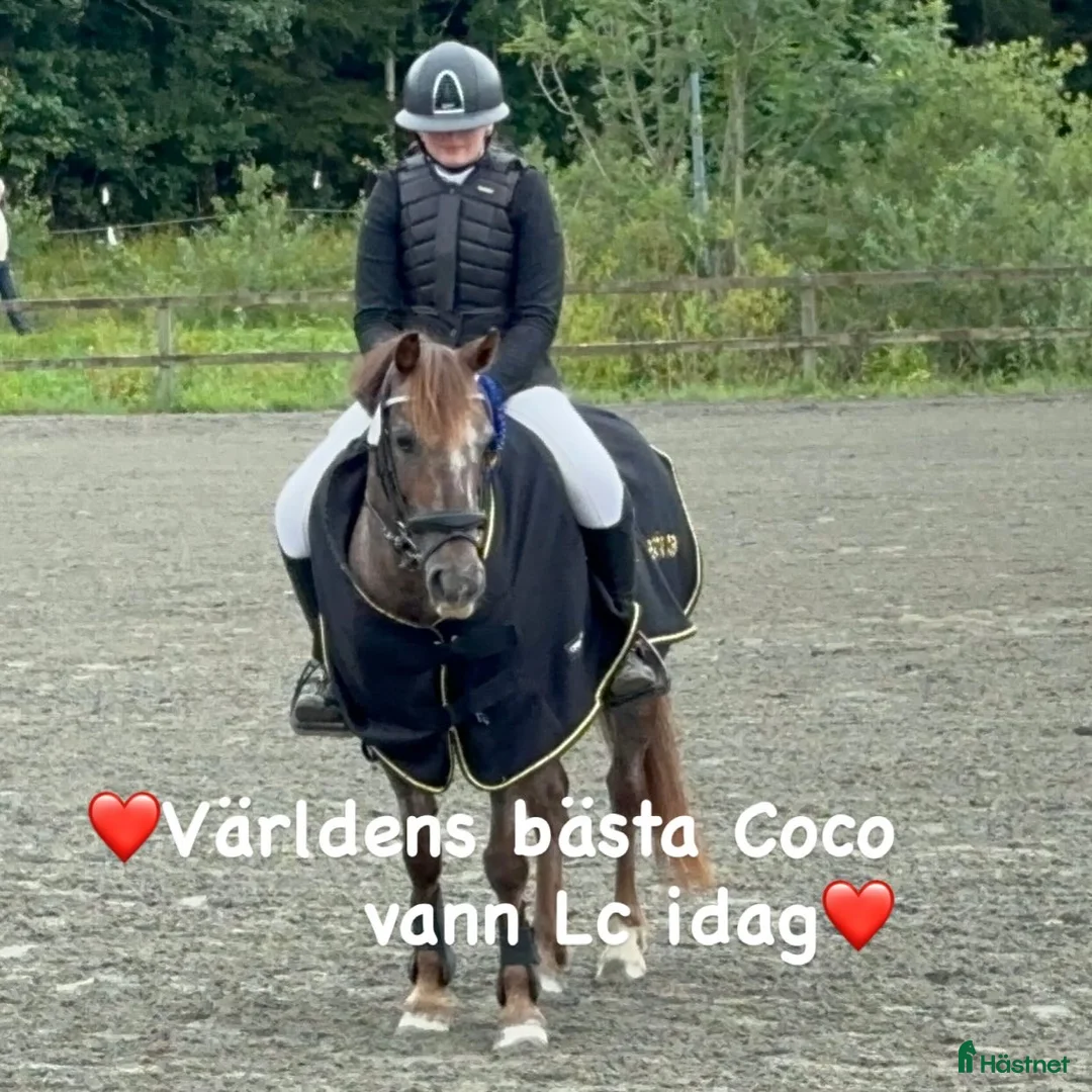 Hoppning hästar till salu: Världens Bästa Ponny - Annons 2