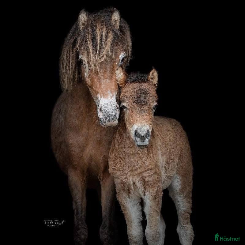  hästar American mini Curly horses - Annons 1