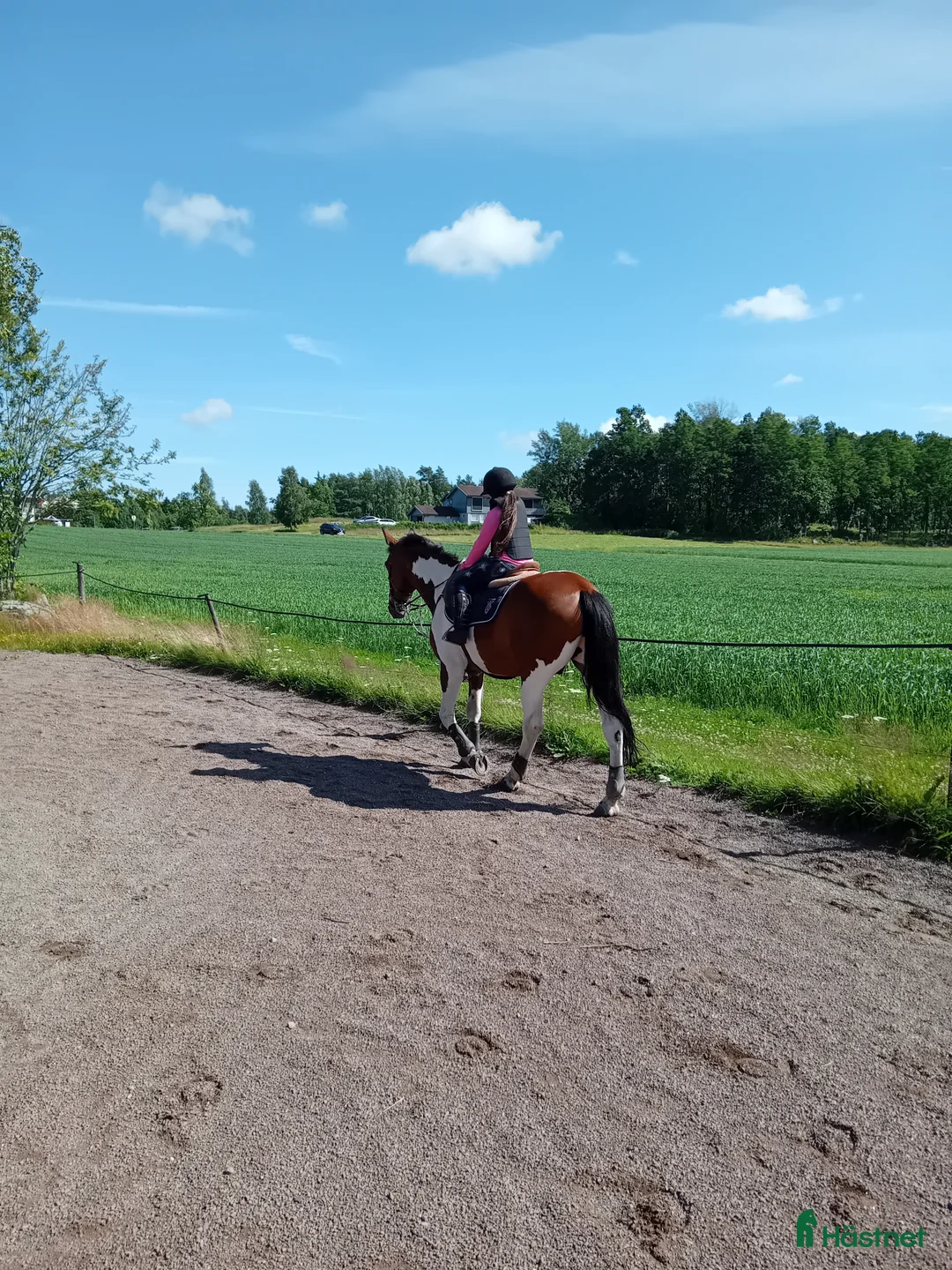 Allround hästar sökes: Söker liten häst/ponny til för-alltid-hem i Vear - Annons 2