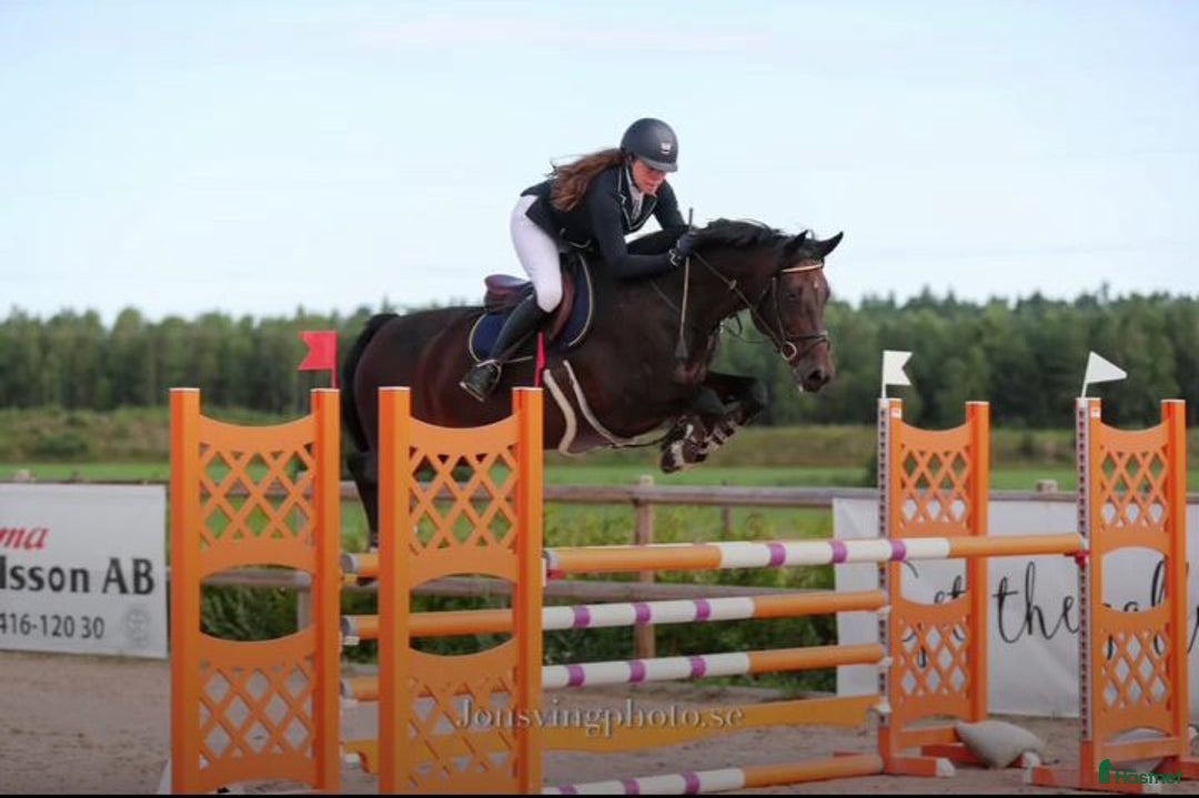 Hoppning hästar till salu: Premieföl i Linderöd - Annons 4