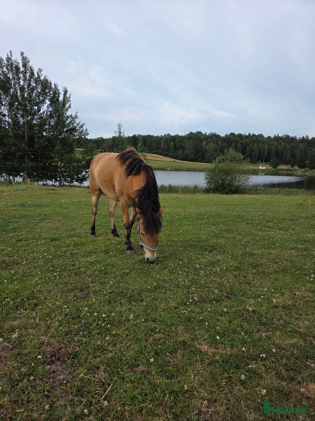 Allround hästar till salu: *Sänkt pris* Russto f. 2020, ca 122 cm i Gusum - Annons 6