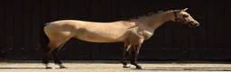 Dressyr hästar till salu: Beautifull sport pony! - Annons 4