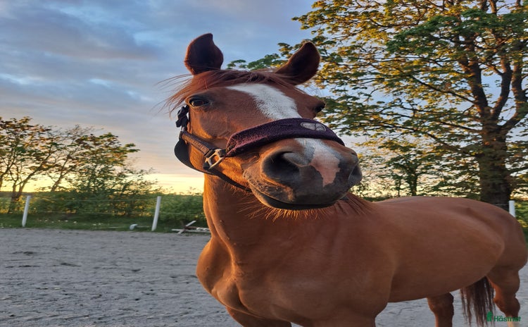  hästar i Nossebro - Annons 11