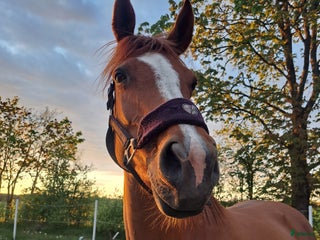 hästar Sällskap sökes i Nossebro - Annons 10