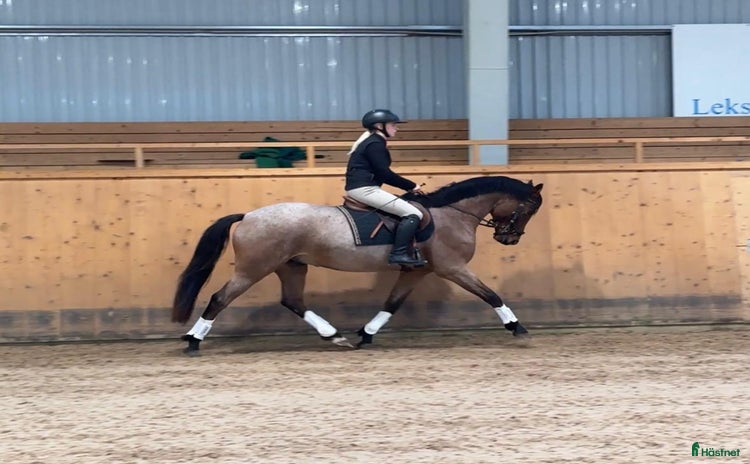  hästar i Leksand - Annons 6