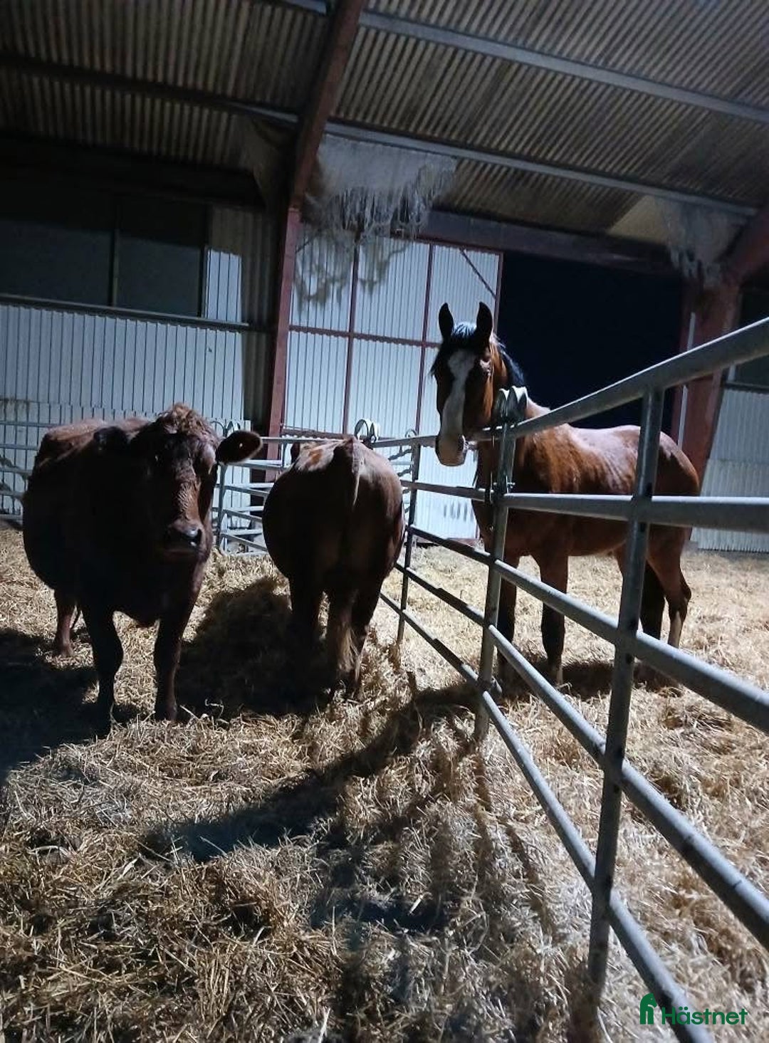  stallplats finnes: Lösdrift unghingstar/valacker i Degeberga - Annons 5