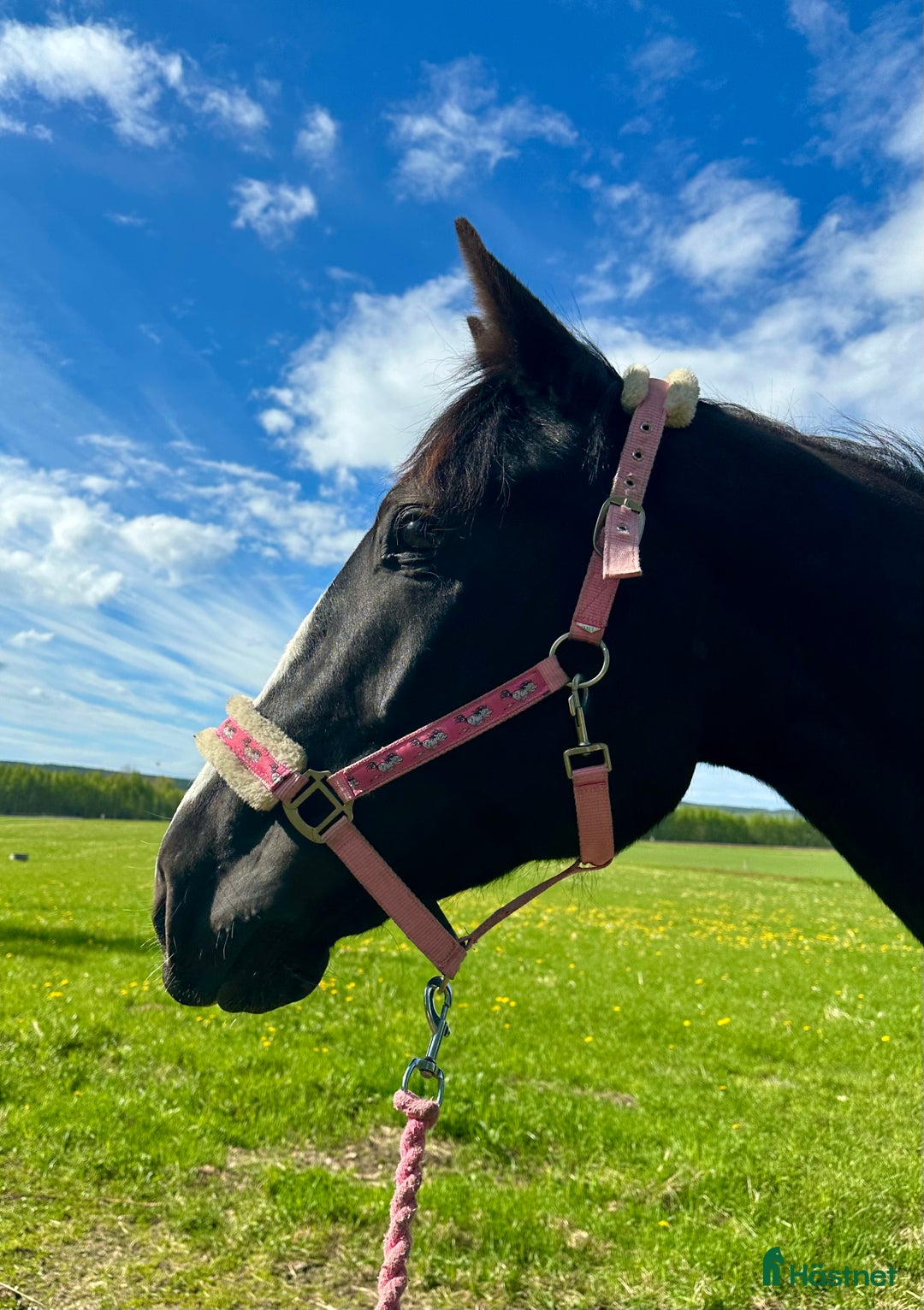 Allround hästar till salu: Varmblods travare  i Kåge - Annons 6