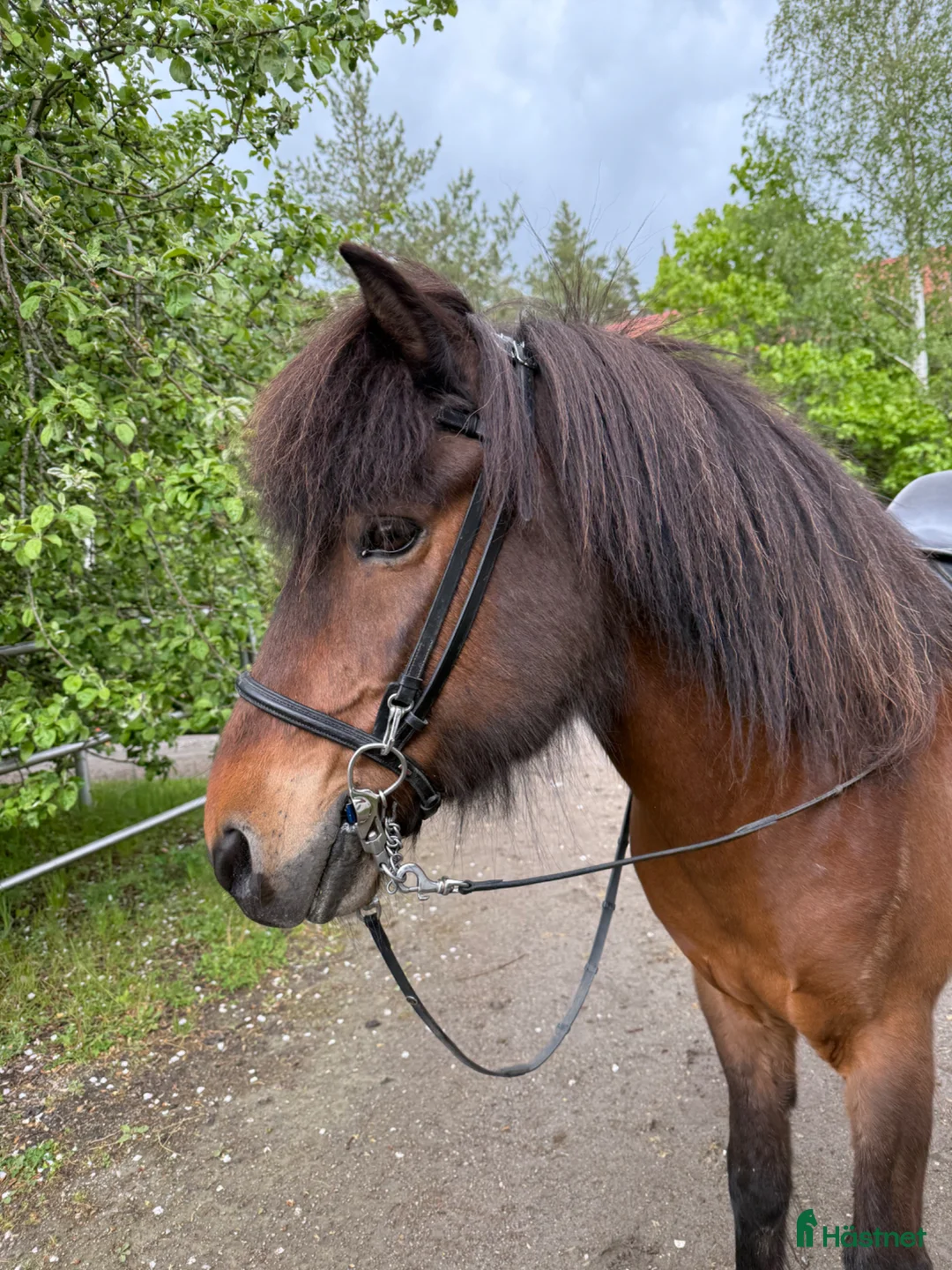 Island hästar till salu: Skapari fra Skipaskaga  - Annons 1