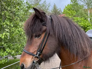 hästar Skapari fra Skipaskaga - Annons 9