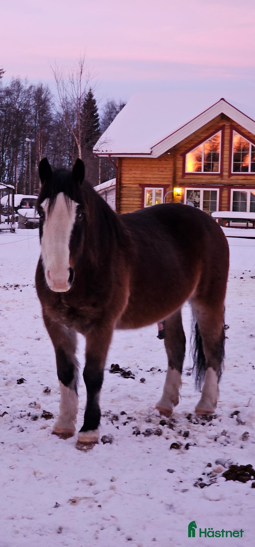 Akademiskt hästar till salu: Snygg kallblodstravare projekt eller sällskap  i Vännäs - Annons 2