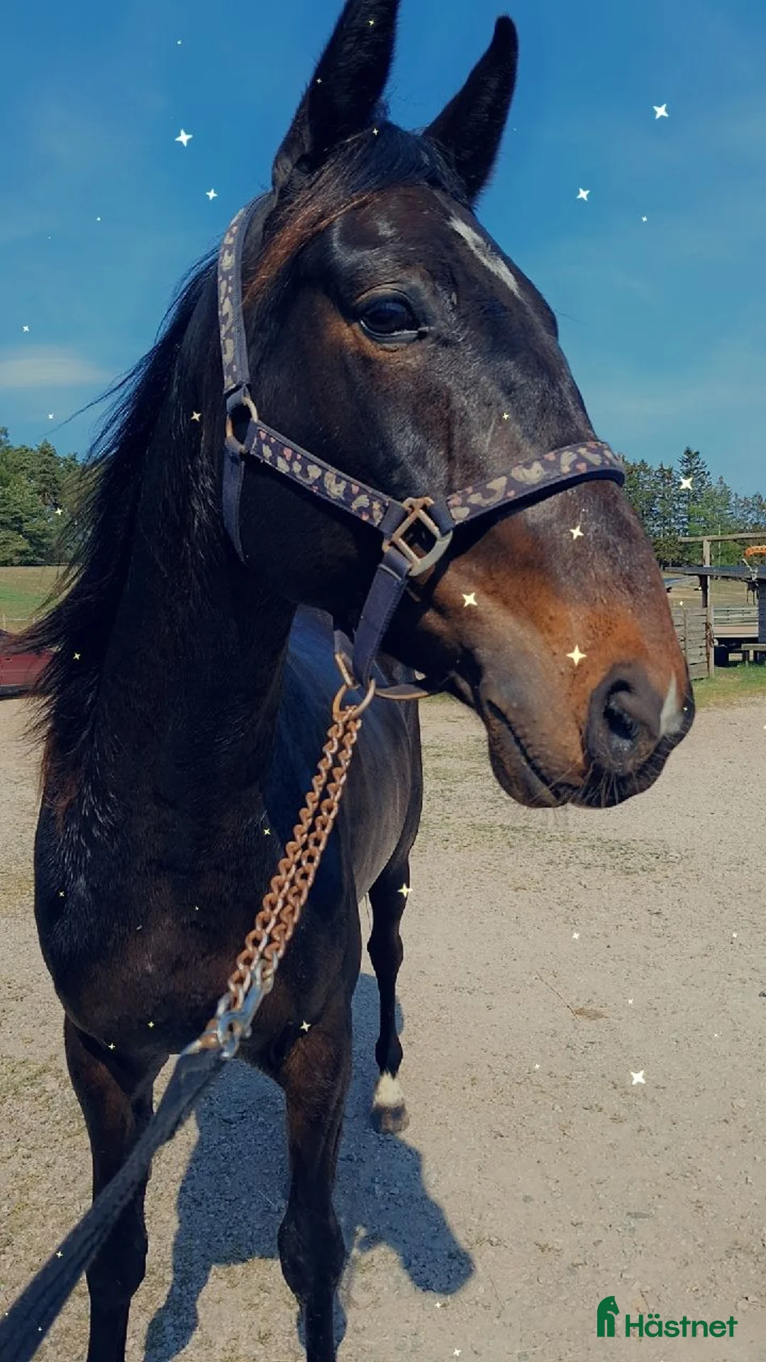 Allround hästar till salu: Helt perfekt häst  - Annons 2