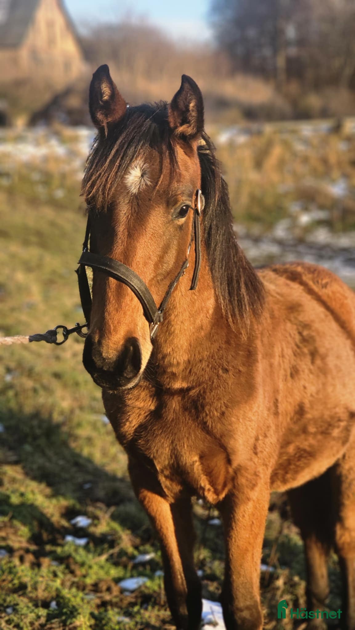  hästar Säljes förmånligt tillsammans eller var för sig - Annons 8
